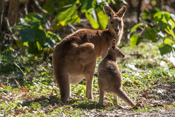 Eastern grey kangaroo with her adolescent joey at the edge of a forest in Queensland, Australia.