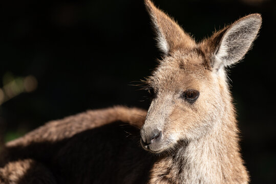 A three-quarters portrait of an eastern grey kangaroo in Queensland, Australia.