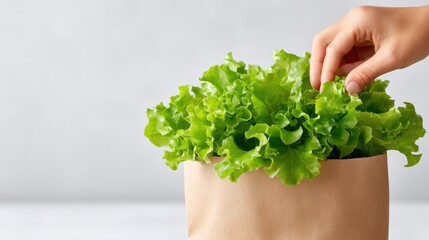 Fresh green lettuce being harvested by a hand from a paper bag, showcasing vibrant leaves and a natural, healthy lifestyle concept in a minimalistic kitchen setting