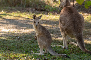 An adolescent eastern grey kangaroo joey standing by its mother, Queensland, Australia.