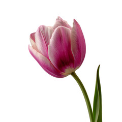 Fototapeta premium High-resolution close-up of a single pink–magenta tulip with delicate petal texture on a green stem, isolated