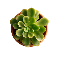 High-resolution top-down view of a green rosette succulent (Echeveria) in a terracotta pot, showing fleshy leaves and fine surface texture, isolated