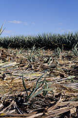 Agave sprout during harvest in a field in Jalisco, Mexico. Tequila plant farming.