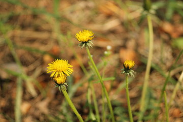 Yellow dandelion flowers blooming in natural meadow. Wild spring flowers with green stems against blurred grass background in sunlight