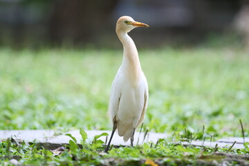 Cattle Egret in Breeding Plumage in Taipei Park