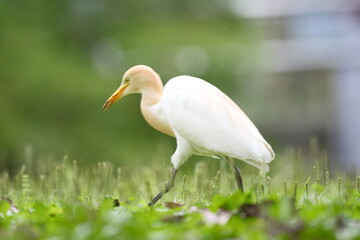 Cattle Egret Standing in Grassland in Taipei