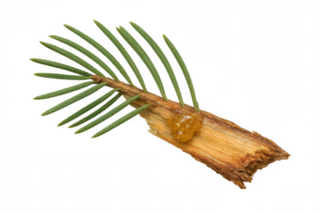 Pine branch with resin droplet and green needles, natural tree sap dripping on rough wood, transparent background
