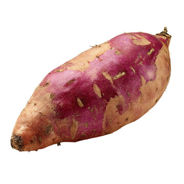 Single sweet potato, purplish skin, oblong shape