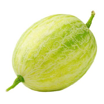 Oval, pale green melon with ribbed texture