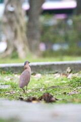 Malayan Night Heron standing on grass in Taipei Taiwan