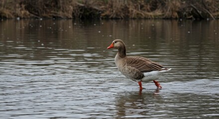 Greylag goose wading through shallow water in a serene natural environment scene capture