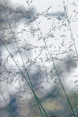 Autumnal nature wild plants on blurred background with natural light white bokeh. Botanical textured pattern as aesthetic fall backdrop, design wallpaper. Autumn season scene, minimal fall texture.