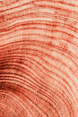 Red Colored wooden background, aesthetic wood texture annual rings. Macro photo of cross section of juniper log, geometric nature organic pattern trend color. Monochrome gradient of timber closeup