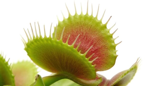 ハエトリグサ接写：鮮やかな緑と質感