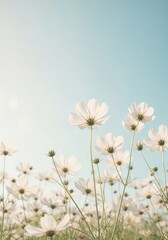 Fototapeta premium Serene Blooms: Delicate white flowers reach towards a clear blue sky, creating a captivating contrast. The image evokes a sense of calm, serenity, and the beauty of nature. 