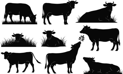 Cow silhouette set, black, grazing, lying, standing, sniffing, branch interaction, grass detail, vector, isolated farm animal posture bundle
