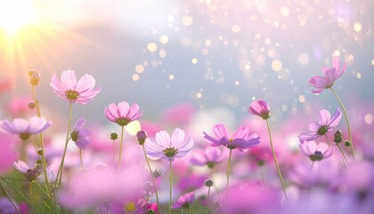 Cosmos Flowers in Bloom: A vibrant field of delicate cosmos flowers in full bloom, bathed in the soft, warm light of the sun, creating a serene and enchanting spectacle of natural beauty.