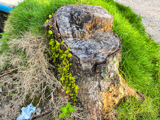 Green Grass and Vine on Weathered Tree Stump
