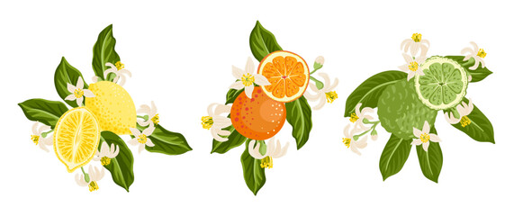 vector drawing composition with citrus fruits, flowers and green leaves, lemon, orange and bergamot orange isolated at white background, hand drawn illustration