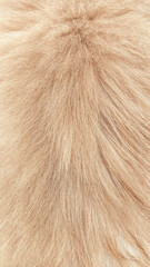 Detailed close-up shot of domestic red cat hair showing silky texture, smooth flow, and color shades, suitable for pet backgrounds, textile mockups, fabric design, and natural soft texture use.