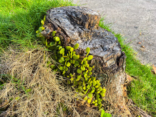 Green Grass and Vine on Weathered Tree Stump