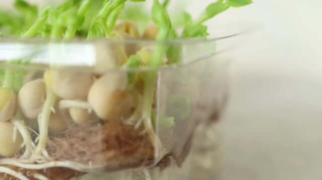 Fresh green pea shoots reaching upward with delicate tendrils, ideal for illustrating superfoods, clean diet, and eco-friendly lifestyle. Pea sprouts sprouting.