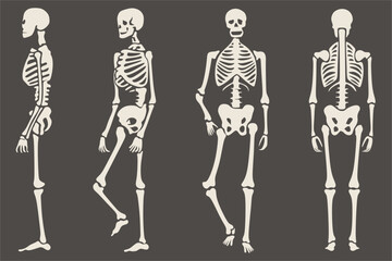 Vector illustration of human skeletons in different poses and angles, including side, walking, front, and back views. The flat design shows anatomical bone structure, commonly used for medical