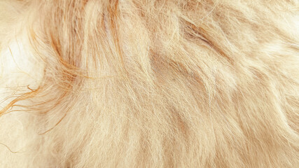 Close-up detailed view of red cat fur showing natural soft texture, smooth strands, and color contrast, perfect for pet backgrounds, fabric design, animal skin pattern, and creative templates.