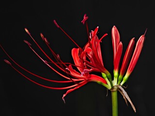 Closeup of red spider lily or Lycoris radiata at night