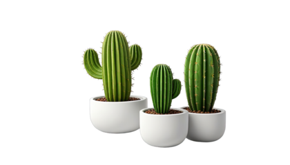 Three cacti in white pots against black background