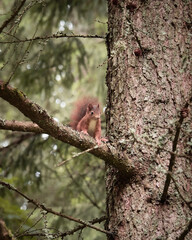 Red squirrel on tree branch in conifer forest close up