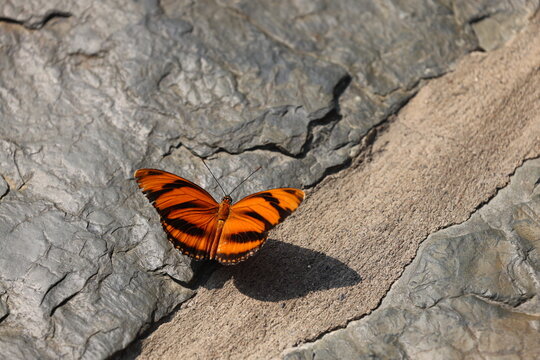 The Banded Orange, Dryadula phaetus butterfly on the rock