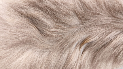 Macro view of fluffy grey cat fur with visible fibers and silky texture, suitable for textile projects, decorative designs, abstract stock backgrounds, and creative resources.