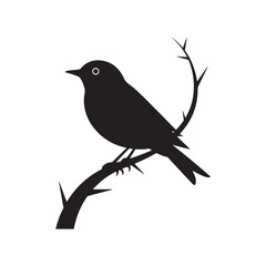 blackbird isolated on white background