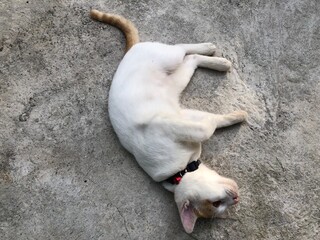 cat on the roof © Eko
