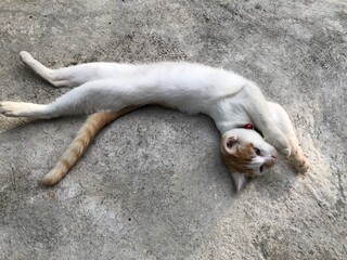 cat on the roof © Eko