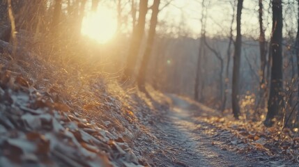 Fototapeta premium Serene Sunlight Illuminating a Peaceful Forest Trail Pathway