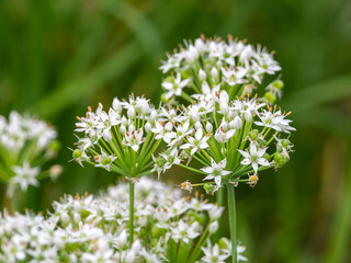 河川敷に咲いたニラの花