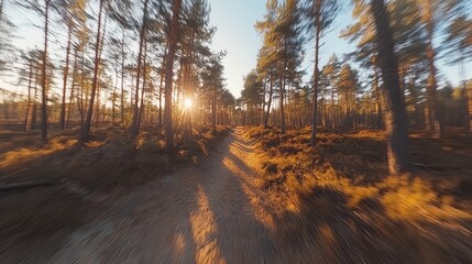 Sunrise in Forest Path with Vibrant Trees and Scenic Beauty