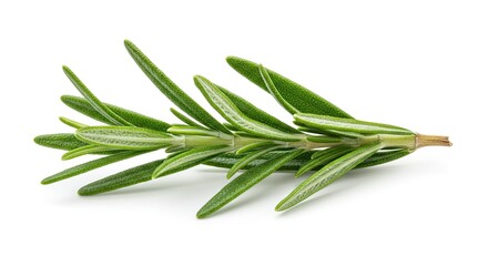 Fototapeta premium A close-up studio shot of a fresh sprig of rosemary with its characteristic needle-like green leaves.