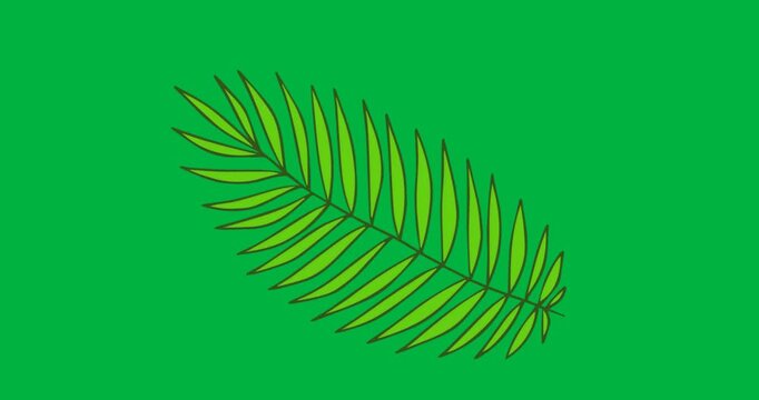 Stylized green fern frond rotating on transparent background, showcasing flat vector design element