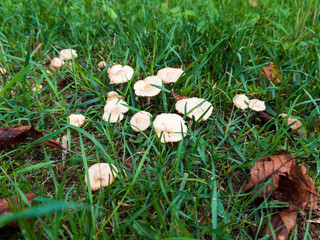 Mushrooms (Agaricus campestris) growing in park grass, decomposing organic matter, enriching soil with nutrients, ecological and edible fungi close-up.