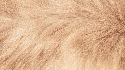 High resolution macro shot of fluffy red cat fur with delicate texture and warm tones, ideal for...