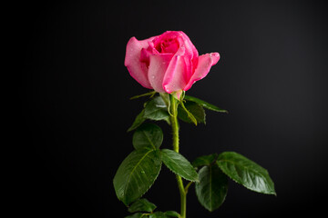 Fototapeta premium Macro shot of pink rose on black background