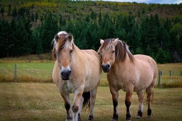 Fototapeta premium horse in the field
