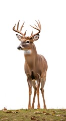 Fototapeta premium A proud white-tailed deer buck stands on a grassy hill, its large antlers silhouetted against a white background
