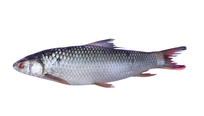 Fresh Rohu fish (Labeo rohita) a popular freshwater fish widely consumed in South Asia isolated on white background. Rohu fish features an elongated body with smooth silvery scales and red eyes