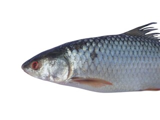 Fresh Rohu fish (Labeo rohita) a popular freshwater fish widely consumed in South Asia isolated on white background. Rohu fish features an elongated body with smooth silvery scales and red eyes