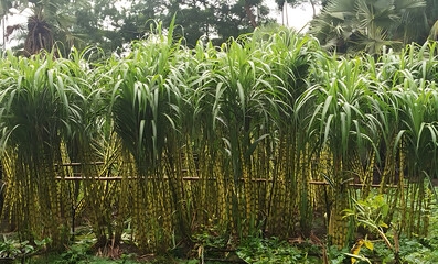 Fresh Sugarcane Field with Lush Green Stalks &ndash; Natural Background Design