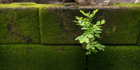encouragement concept, baby plant grow out from brick, dark green moss fern texture, motivation goal,  inspiration direction theme